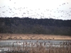 „Żurawia łąka” podczas wiosennych przelotów ptaków