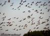 Jesienny zlot  żurawi na „żurawiej łące” w Bobrowiskach