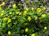 Ziarnopłon wiosenny w rezerwacie „Las grądowy Cielęta”