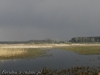 Żurawia łąka w Bobrowiskach