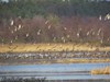 Wiosenne przeloty ptaków nad „żurawią łąką” w Bobrowiskach – stado krzyżówek