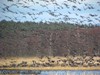 Wiosenne przeloty ptaków nad „żurawią łąką” w Bobrowiskach – na foto jest ok. 800 ptaków