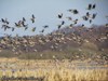 Wiosenne przeloty ptaków nad „żurawią łąką” w Bobrowiskach