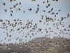 Wiosenne przeloty ptaków nad „żurawią łąką” w Bobrowiskach