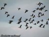 Gęsi białoczelne nad „żurawią łąką” w Bobrowiskach