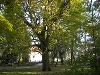 Platan klonolistny w parku Chopina