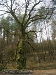 Jedna z dwóch lip na skraju lasu w Brzezinkach