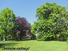 Skupienie drzew w parku w Słoszewach