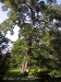 Robinia akacjowa w parku w Słoszewach