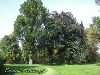 Skupienie drzew w parku w Słoszewach