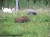Koza, dziki i owca z hodowli w gospodarstwie w Foluszku