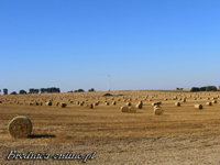 Widok na sierpniowe pola w Jastrzębiu
