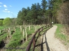 Nowo posadzony las przy ścieżce w kwietniu 2014 r.