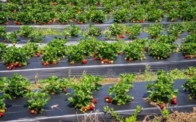 Komosa biała w truskawkach – cichy rywal plantacji i skuteczne sposoby zwalczania