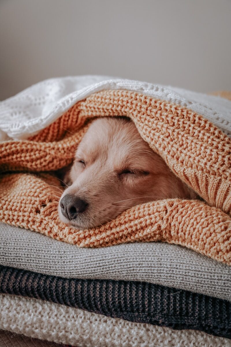 Photo by Sdf Rahbar brown short coated dog covered with orange and white blanket